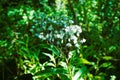 Seads of the broad-leaved ragwort, Senecio sarracenicus. Royalty Free Stock Photo