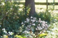 Seads of the broad-leaved ragwort, Senecio sarracenicus. Royalty Free Stock Photo