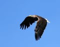 Seaeagle in the air.