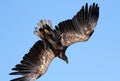 Seaeagle in the air.