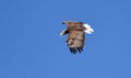 Seaeagle in the air.