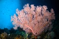 Seafan bunaken sulawesi indonesia underwater melithaea Royalty Free Stock Photo