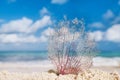 Seafan with ocean, beach, sky and seascape Royalty Free Stock Photo