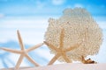Seafan and seashell with ocean, beach, sky and seascape Royalty Free Stock Photo