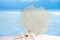 Seafan and seashell with ocean, beach, sky and seascape Royalty Free Stock Photo