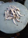 Seafish of Bangladesh Royalty Free Stock Photo