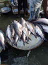 Seafish of Bangladesh Royalty Free Stock Photo