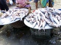 Seafish of Bangladesh Royalty Free Stock Photo