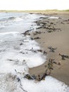 Seafoam seaweed beach