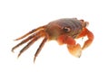 Seafood animal red crab isolated