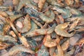 Sale of marine shrimp. seafood on the counter