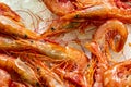 Seafood background. Selective focus on fresh big prawn tiger or shrimps on ice for sale at fish market.  Concept healthy food. BBQ Royalty Free Stock Photo