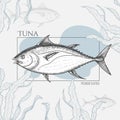 Seafood banner with hand drawn tuna fish and seaweed. Sketch style marine designs template. Royalty Free Stock Photo