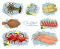 Seafood in cartoon style. Vector illustrations squid, cuttlefish, crab, shrimp, spiny lobster, flounder, sprat on ice