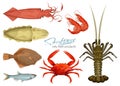 Seafood in cartoon style. Icons. Vector illustrations. Set squid, cuttlefish, crab, shrimp, spiny lobster, flounder fish