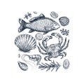 Seafood collection. Engraved vintage sea restaurant set. Fish, seashell, crab, shrimp, herbs.