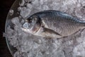 Seafood cooking preparation. Top view of dorado on ice.