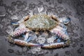 Seafood crab on ice - Fresh raw Blue Swimming Crab ocean gourmet with ice on dark background in the restaurant Royalty Free Stock Photo