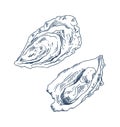 Seafood Delicacy Bivalve Oyster Sketch Poster Royalty Free Stock Photo