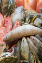 Seafood on display. counter with seafood, shrimp and crawfish with fish. Different varieties of fish and seafood at the fish