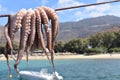 Seafood drying in the sun at the Greek holiday island of Ios. Royalty Free Stock Photo