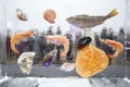 Seafood and fish frozen in ice cube. Ice background. Ice texture