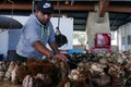 Seafood at the fishmongers stalls in Caleta Portales, Valparaiso, Chile