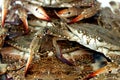 Seafood fresh background, stack of fresh crabs ready to be cooked, seafood cuisine, selective focus
