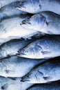 Fresh Barramundi Fish in market Royalty Free Stock Photo