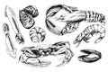 Seafood hand drawn collection