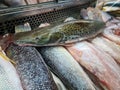 Seafood on ice at the fish market Royalty Free Stock Photo