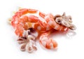 Seafood isolated. Shrimps, octopus; and squid. Royalty Free Stock Photo