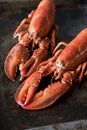 Seafood lobsters. Fresh beautiful large sea lobsters. Delicious lobster on a old table Royalty Free Stock Photo