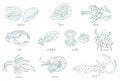 Seafood. Marine molluscs. Open paths. Editable stroke.