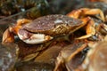 Seafood Market Live Dungeness Crabs
