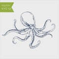 Seafood Octopus hand drawn vector illustrations, element for restaurant menu design, etc. Engraving sketchy retro style Royalty Free Stock Photo