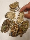 Seafood oyster les huite Ã¸sters Royalty Free Stock Photo
