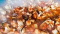 Seafood paella Royalty Free Stock Photo