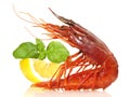 Seafood - Prawn - Shrimp Carabinero isolated on white Background Royalty Free Stock Photo