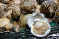 Seafood: Scallop Royalty Free Stock Photo