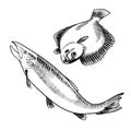 Seafood set with salmon and flounder illustration