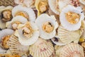 Seafood. Shellfish. Background of boiled scallops