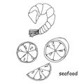 Seafood shrimp, prawn lemon slice sketch, objects isolated on white