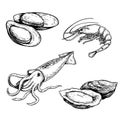 Seafood sketch set. Mussels, shrimp, squid and oysters. Hand drawn vector illustrations for menu designs and market ads. Royalty Free Stock Photo