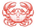 Whole red crab. Crustacean aquatic animal in vintage engraving style. Seafood, sketch vector illustration