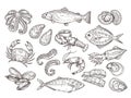 Seafood sketch. Vintage fish, drawing food. Delicious shrimp, shell squid. Sea cuisine, grilled crab calamari. Fresh raw Royalty Free Stock Photo