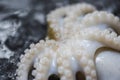 Seafood squid on ice / Close up Fresh Octopus Tentacle ocean gourmet raw squid Royalty Free Stock Photo