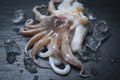 Seafood squid on ice - Fresh octopus ocean gourmet raw squid with ice on dark background in the restaurant Royalty Free Stock Photo