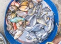 Seafood such as Bluespine unicorn fish, brown tangs, parrotfish and other fishes found in coral reefs sold at a public market