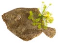 Seafood - Turbot Fish - Flatfish isolated on white Background Royalty Free Stock Photo